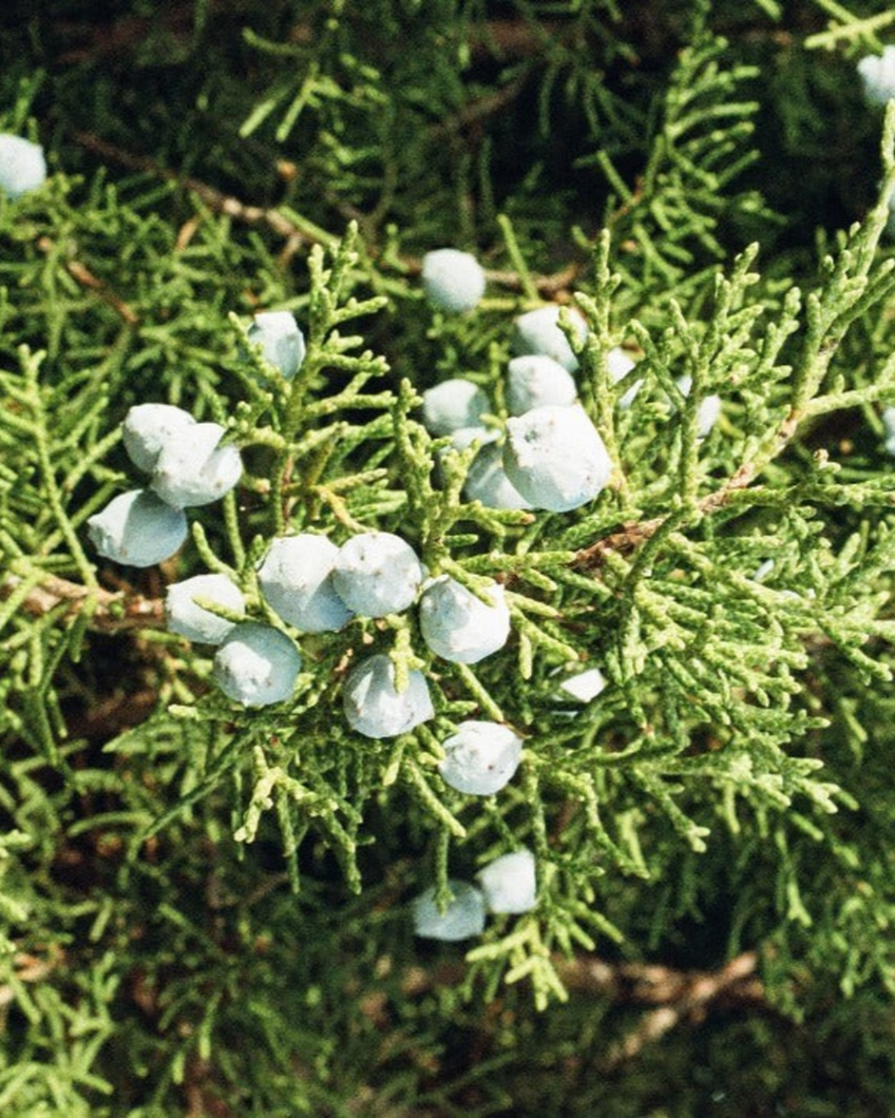 Juniper Ridge California Juniper Campfire Incense 20 Sticks 3-Pack SpadezStore