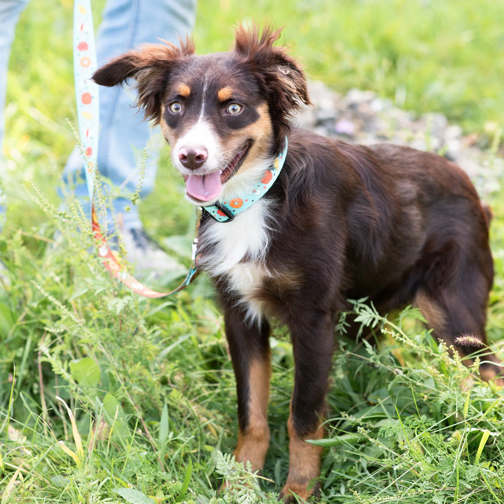 Up Country Pumpkin Spice Printed Sport Dog SpadezStore