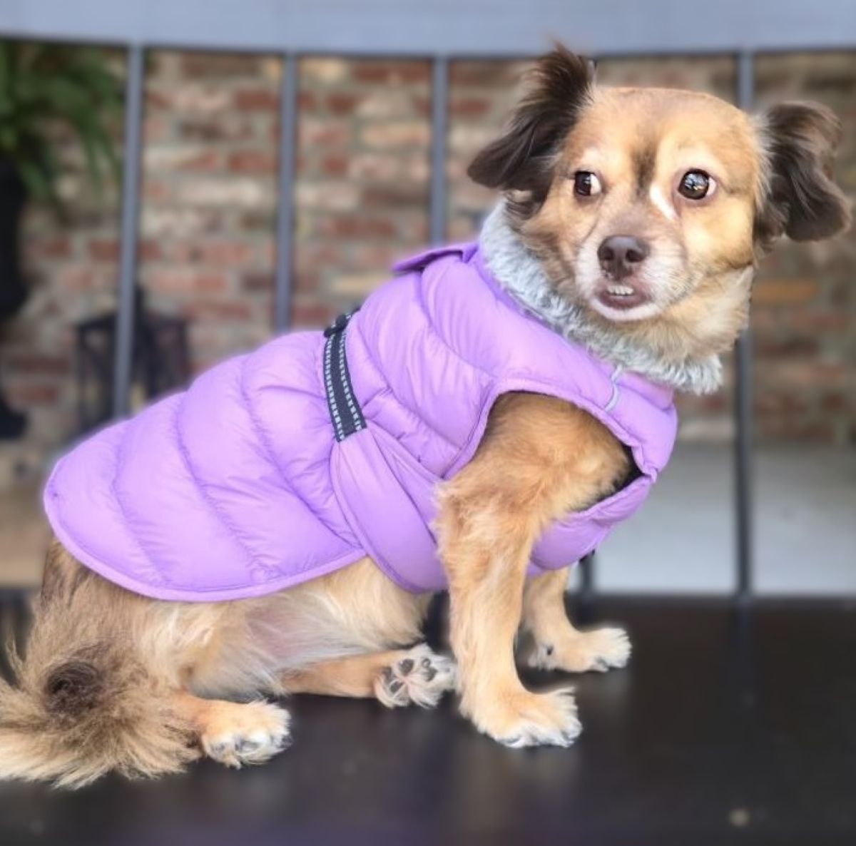 Doggie Design Alpine Extreme Weather Puffer Coat - Soft Plum SpadezStore