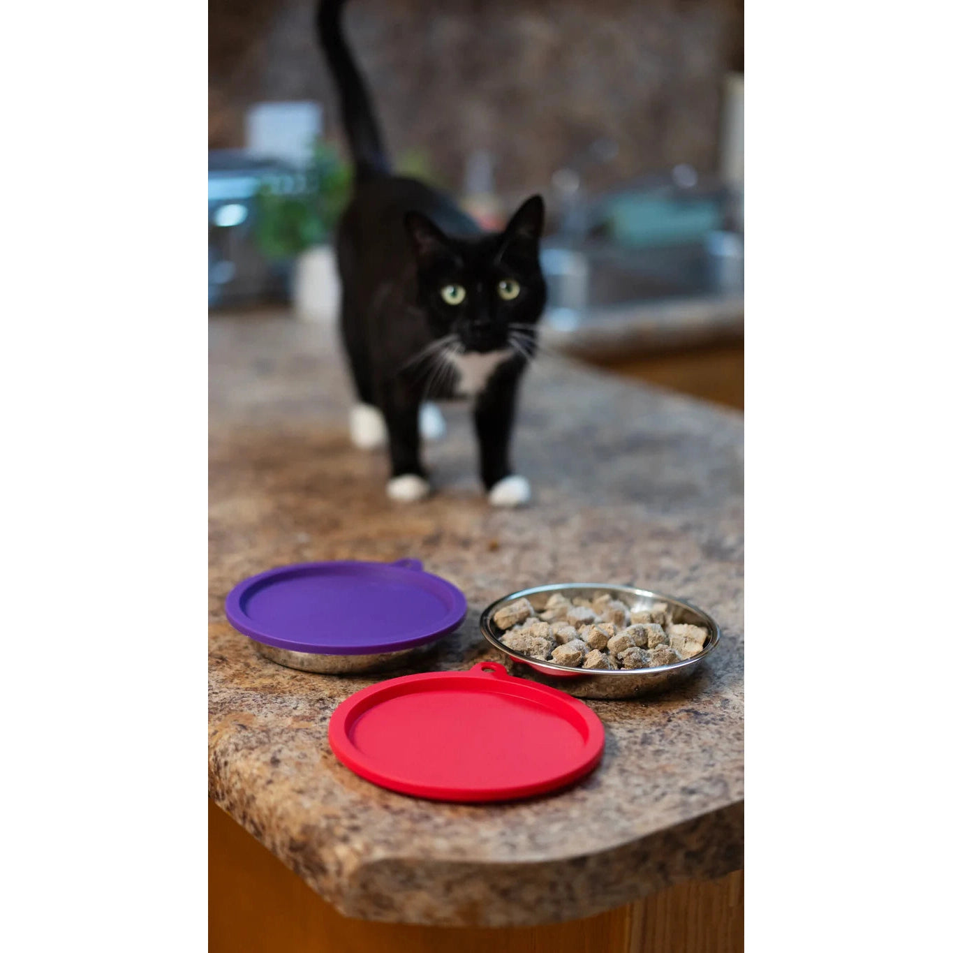 Messy Mutts Cat Bowl Lid 1.75 Cup Set 2 Pack SpadezStore