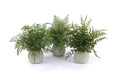 Potted Fern Plant in Grey Pot Set of 3 SpadezStore