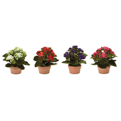 Assorted Kalanchoe Flower in Terra Cotta Set of 4 SpadezStore