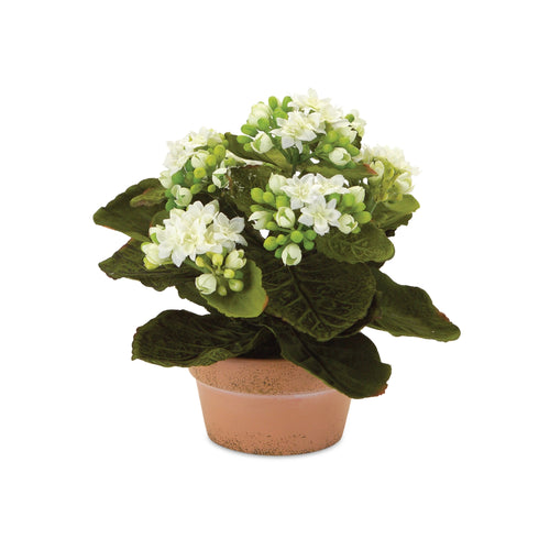 Assorted Kalanchoe Flower in Terra Cotta Set of 4 SpadezStore