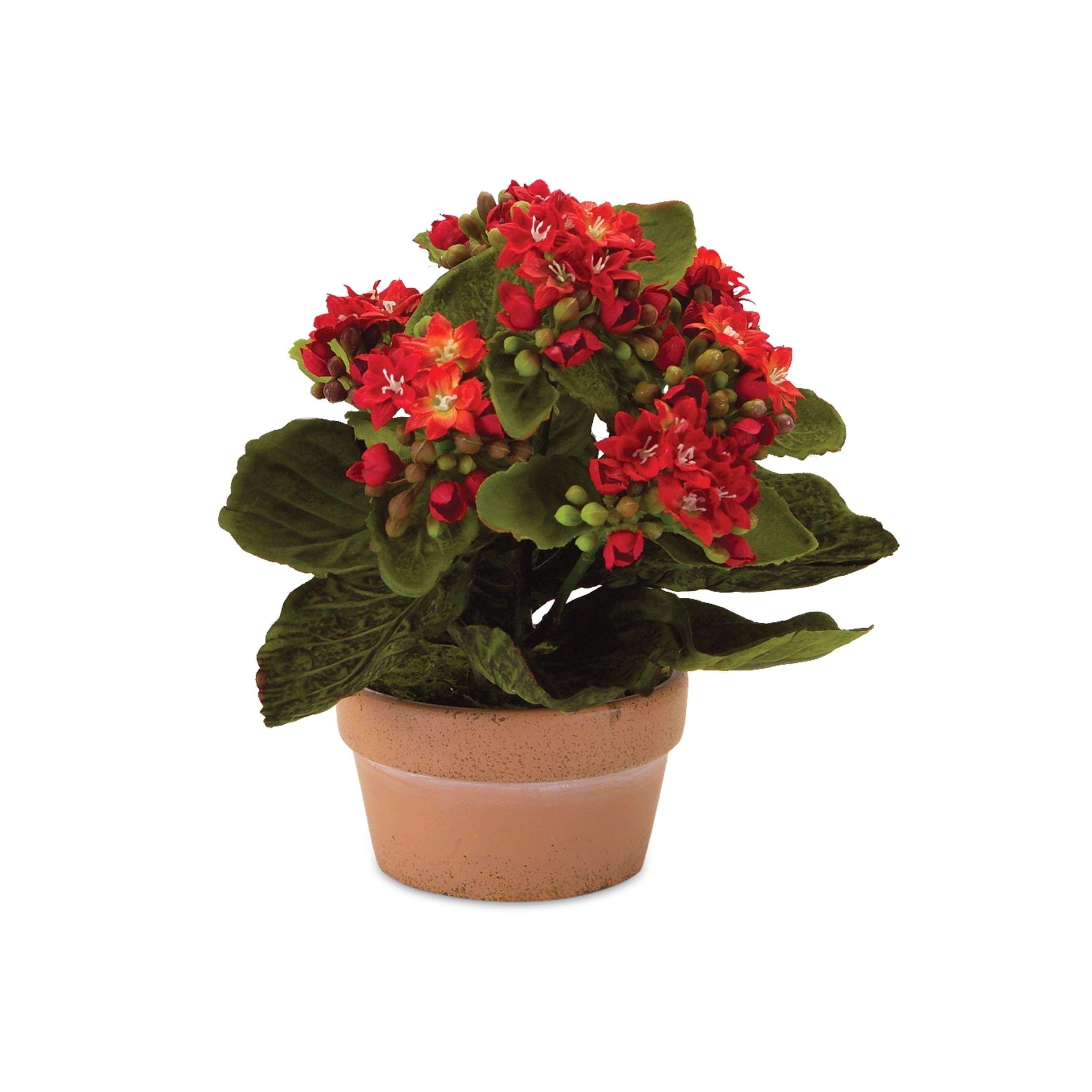 SpadezStore Kalanchoe Flower - Thumbnail 5