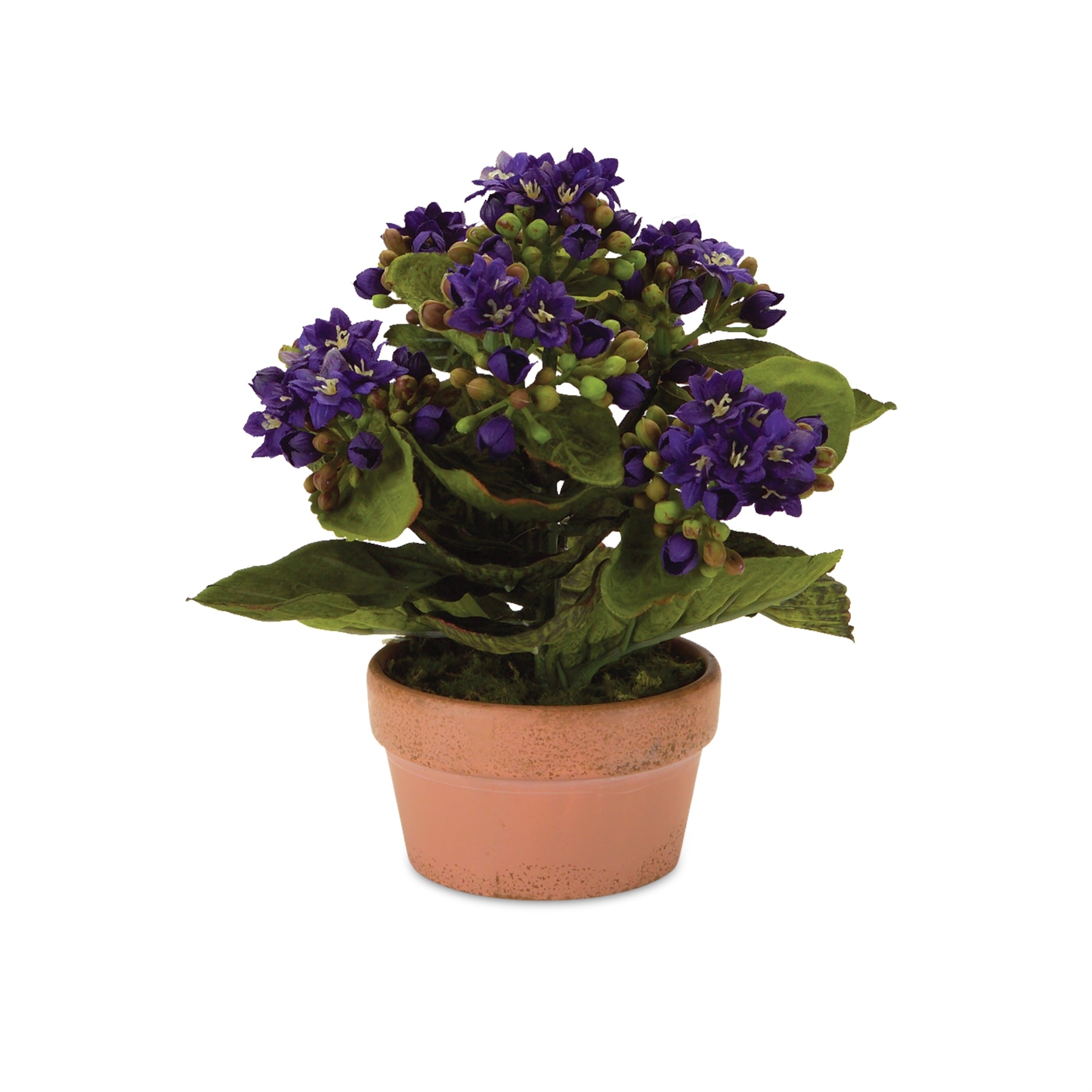 SpadezStore Kalanchoe Flower - Thumbnail 2