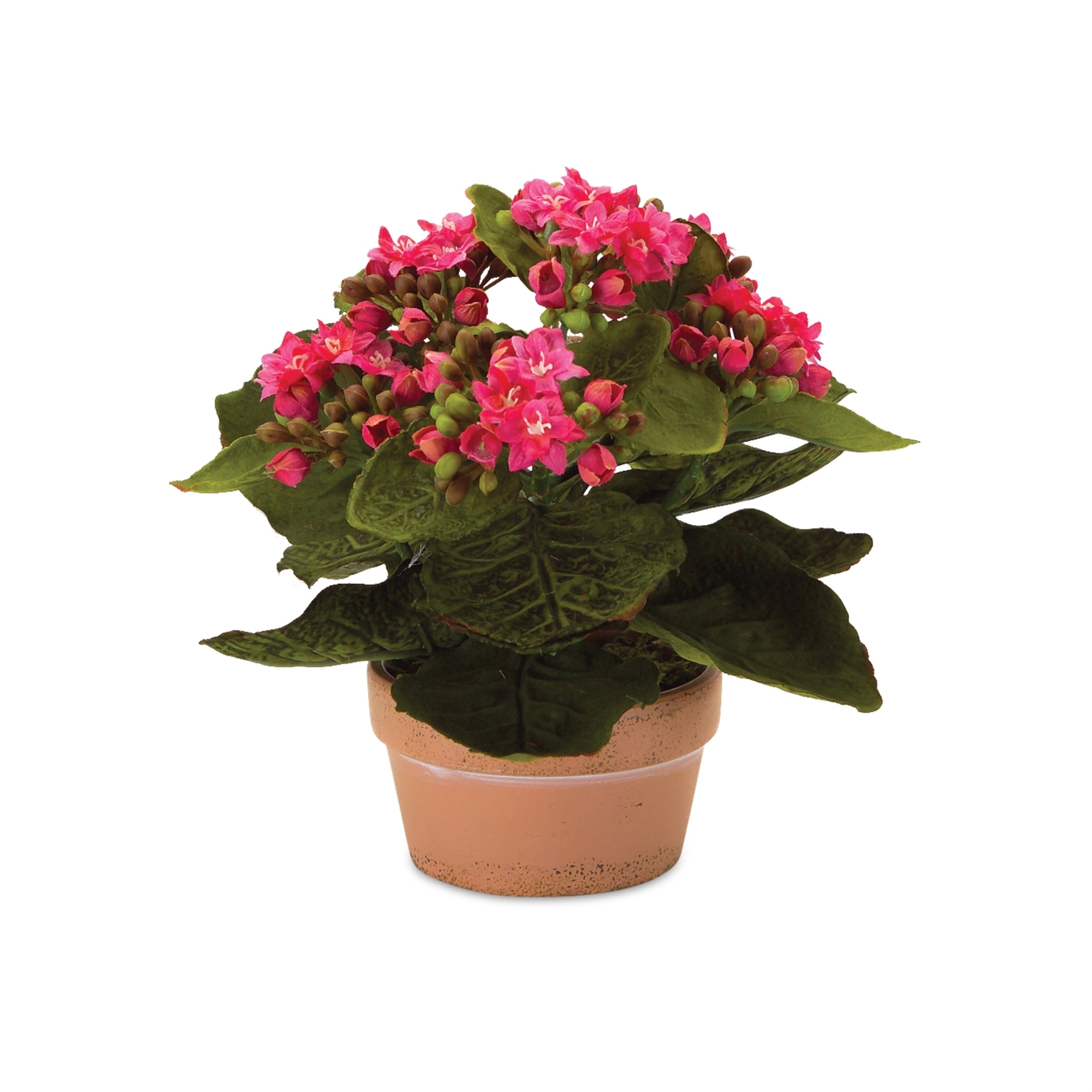 SpadezStore Kalanchoe Flower - Thumbnail 4