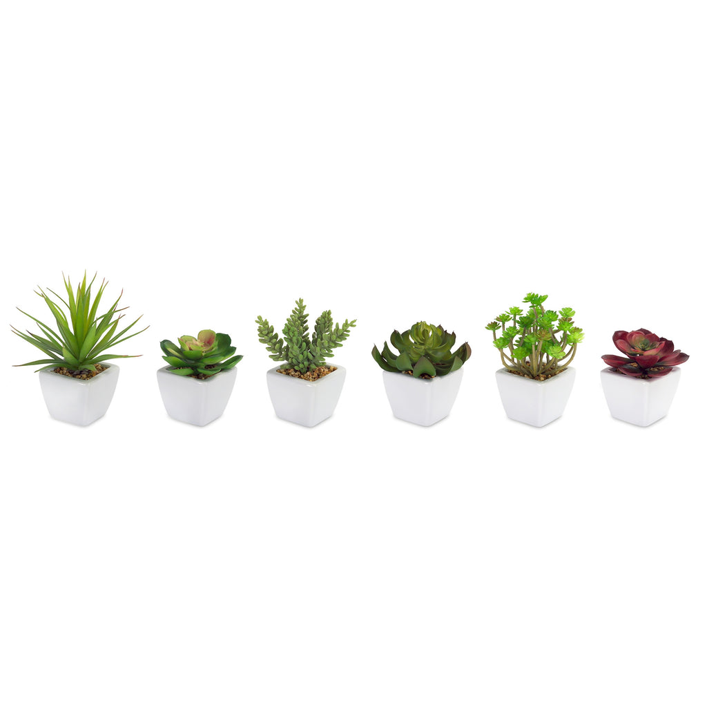 Assorted Succulent in Traditional White Pot Set of 6 SpadezStore