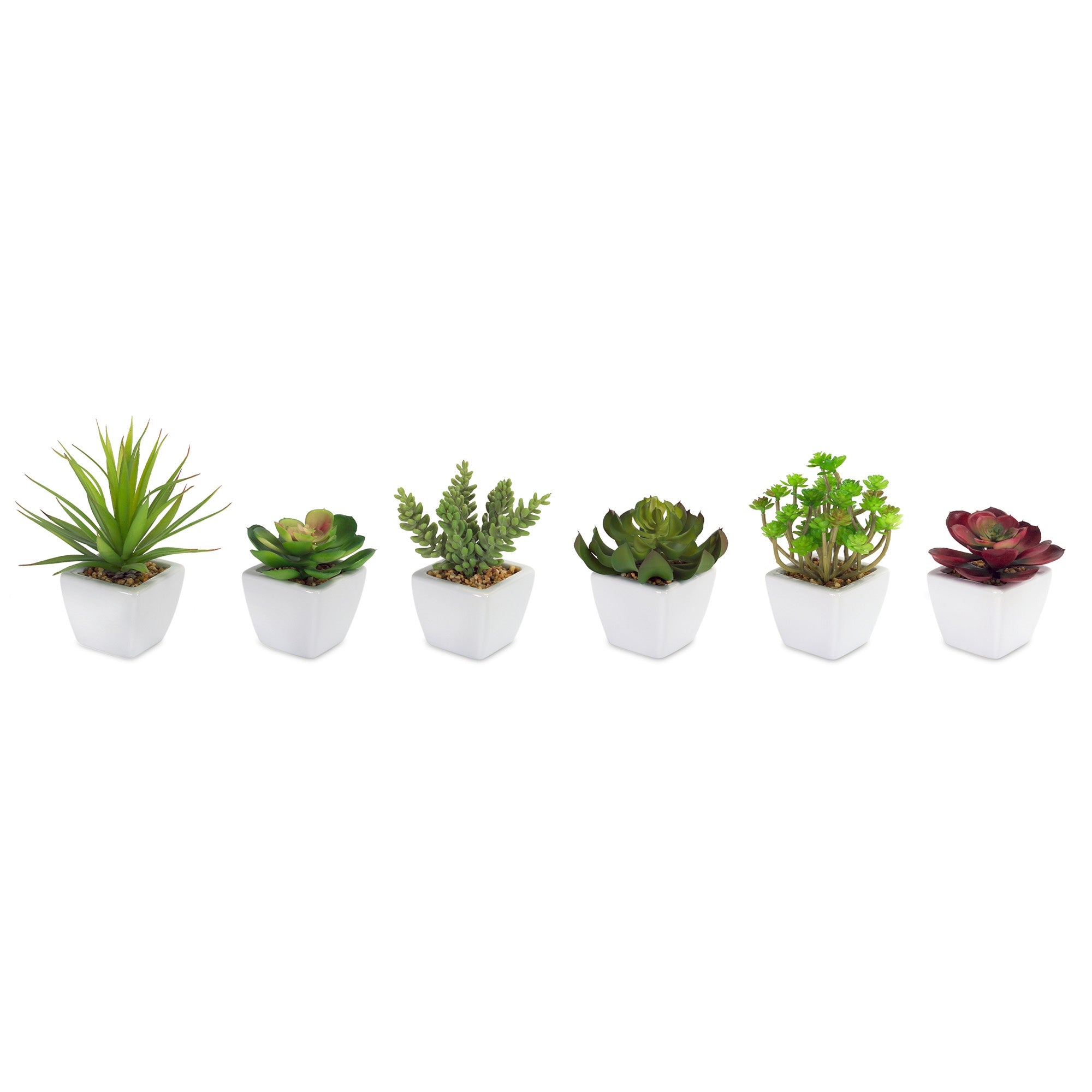Assorted Succulent in Traditional White Pot Set of 6 SpadezStore