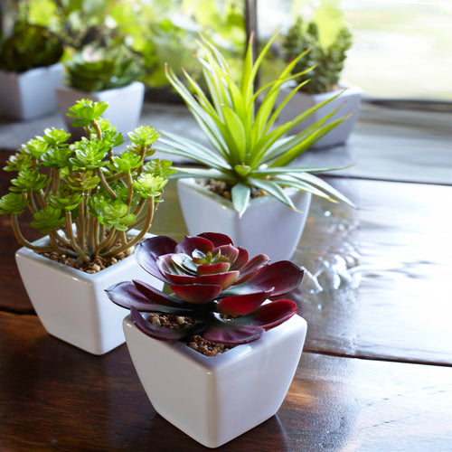 Assorted Succulent in Traditional White Pot Set of 6 SpadezStore