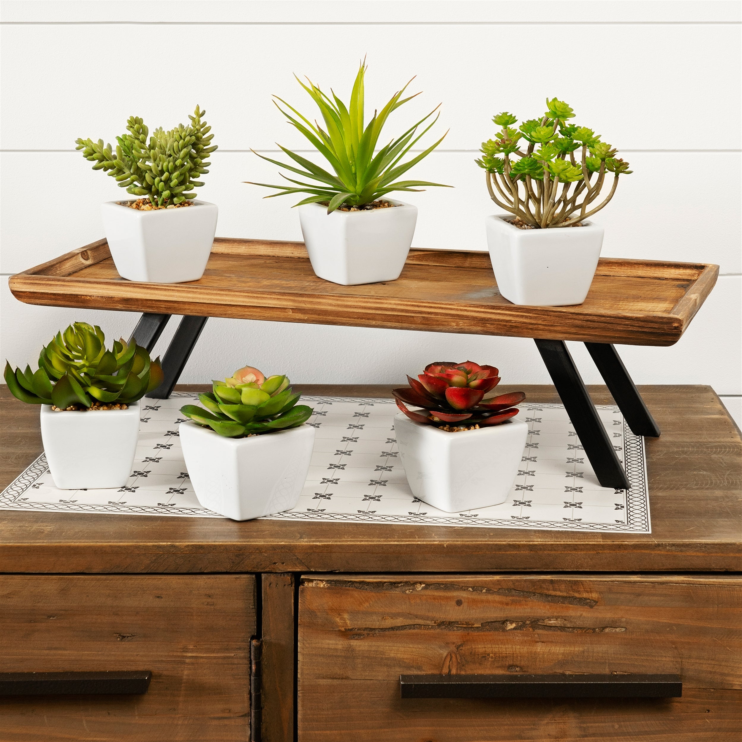 Assorted Succulent in Traditional White Pot Set of 6 SpadezStore