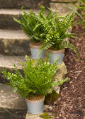 Assorted Fern Plant in Tin Pot with Jute Accent Set of 3 SpadezStore