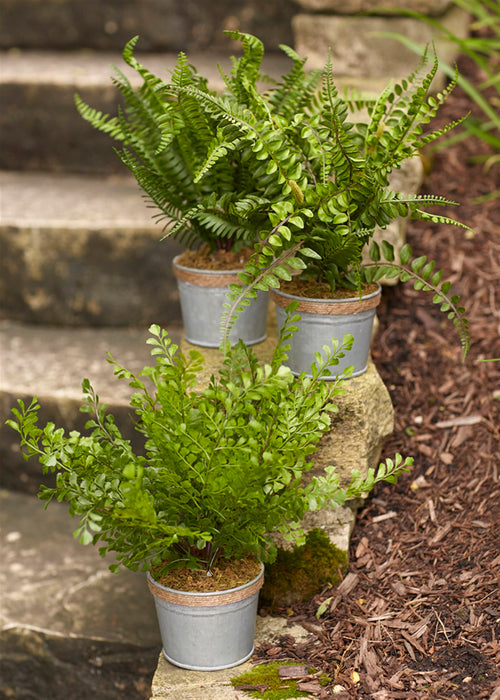 Assorted Fern Plant in Tin Pot with Jute Accent Set of 3 SpadezStore