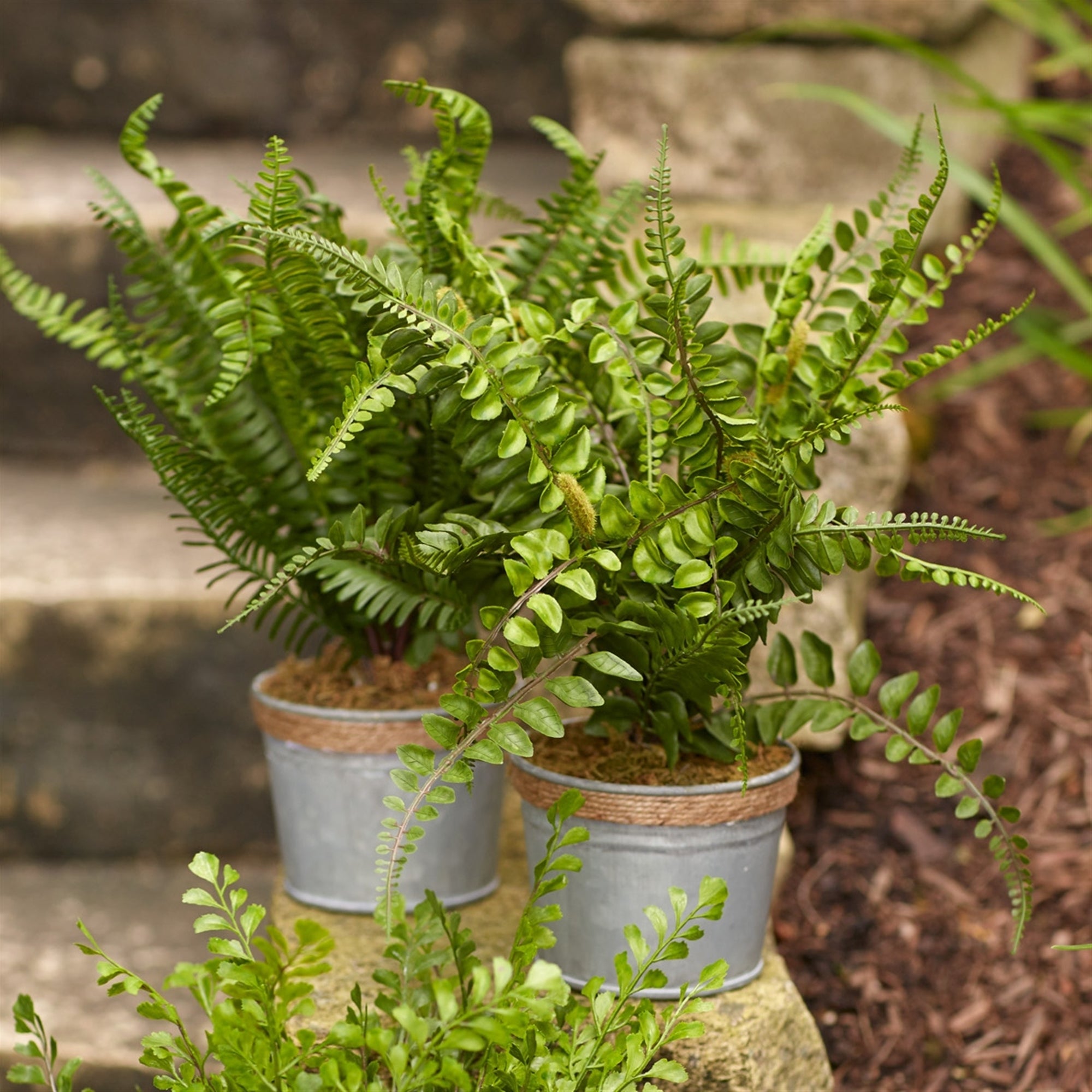 Assorted Fern Plant in Tin Pot with Jute Accent Set of 3 SpadezStore