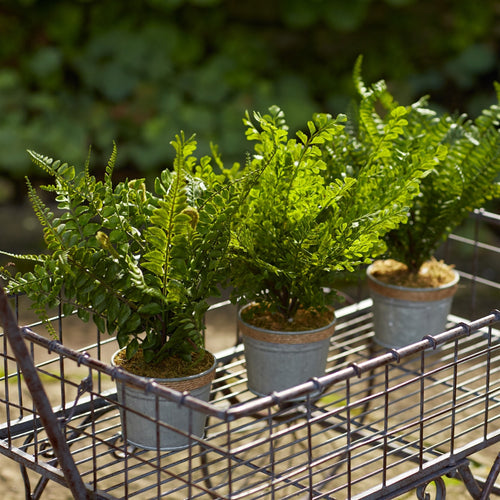 Assorted Fern Plant in Tin Pot with Jute Accent Set of 3 SpadezStore