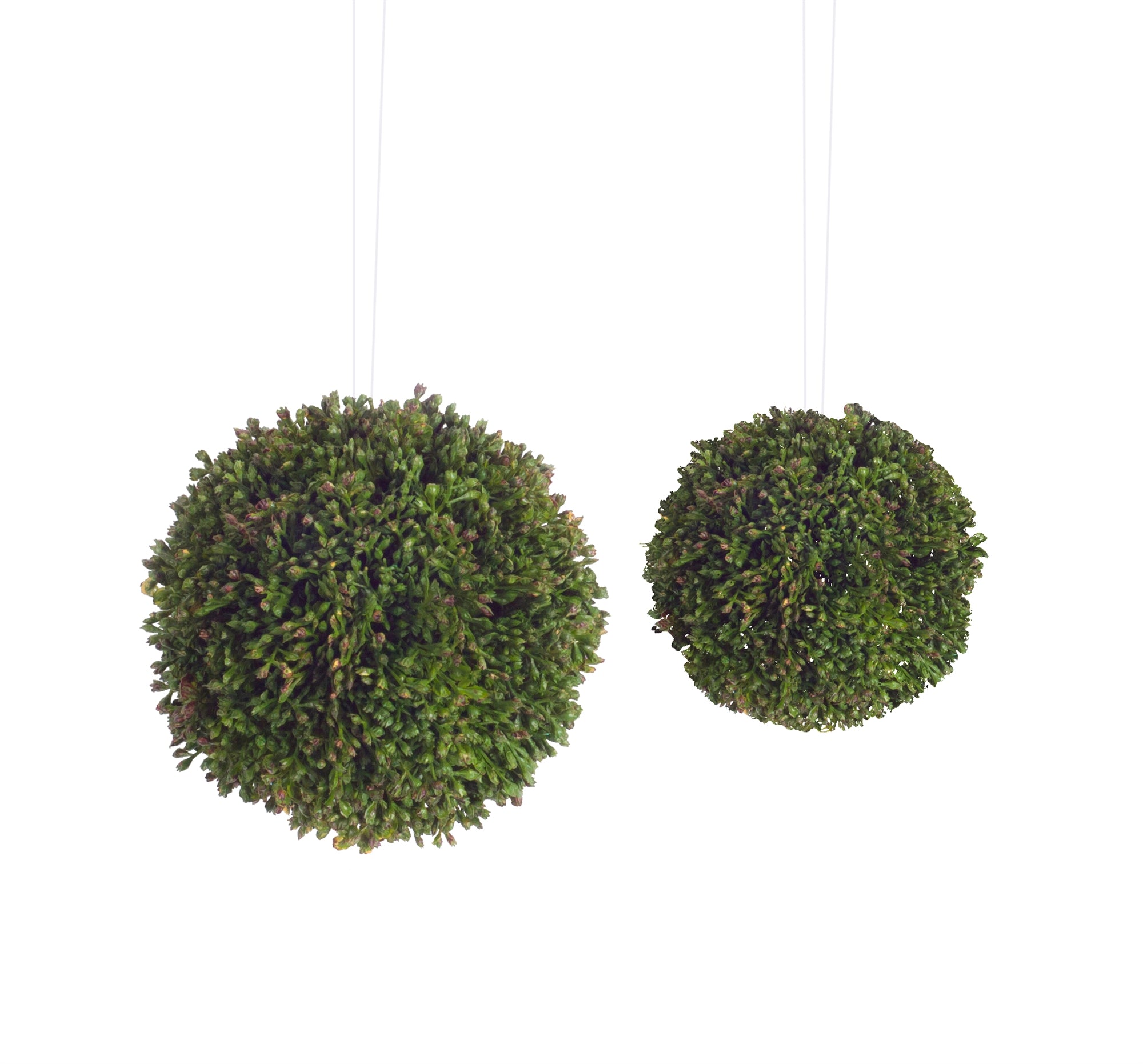 Boxwood Sedum Orb Set of 8 - Thumbnail 2