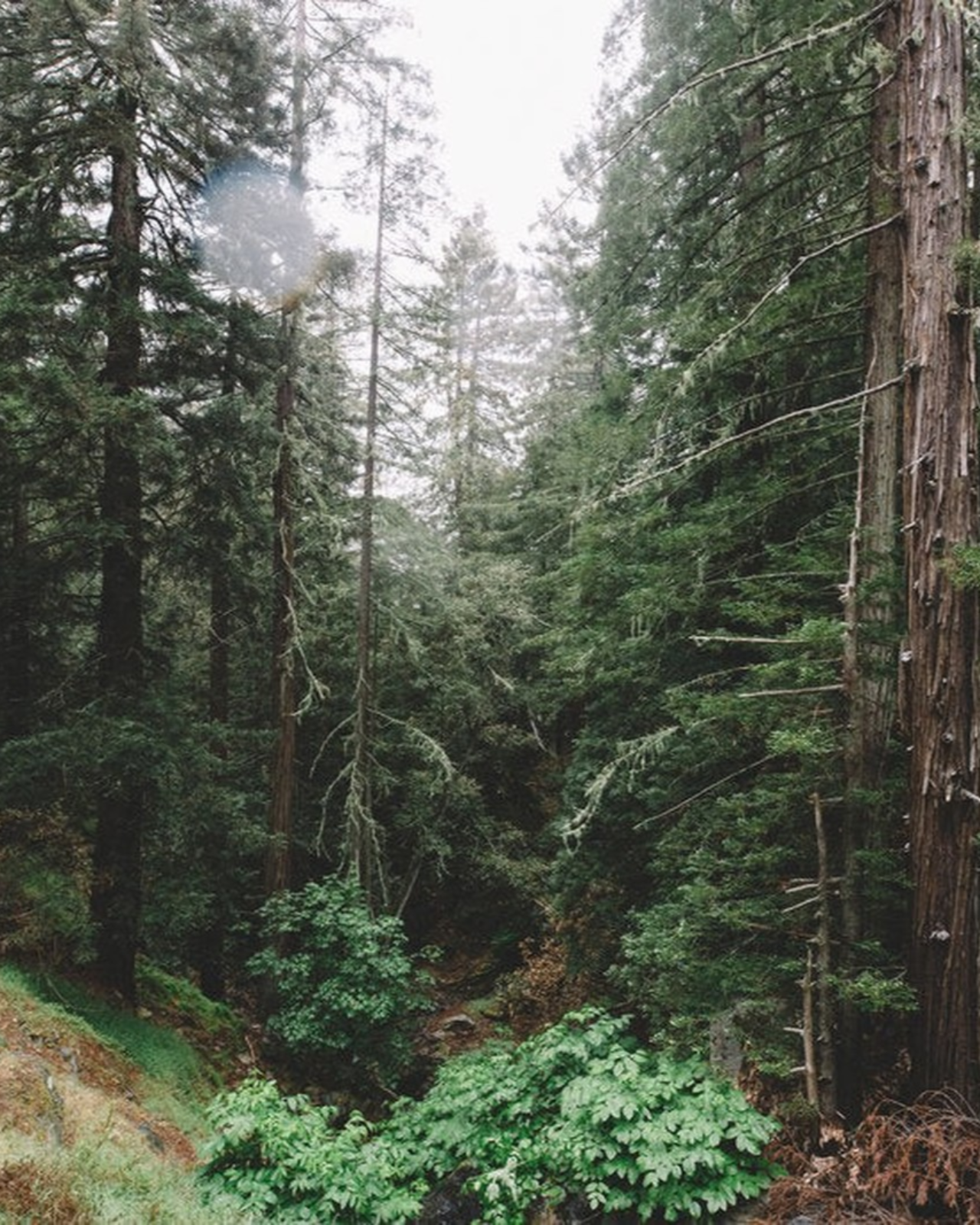 Juniper Ridge Cascade Forest Bar Soap 3-Pack SpadezStore