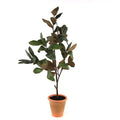 Potted Magnolia Tree Topiary 22"H SpadezStore
