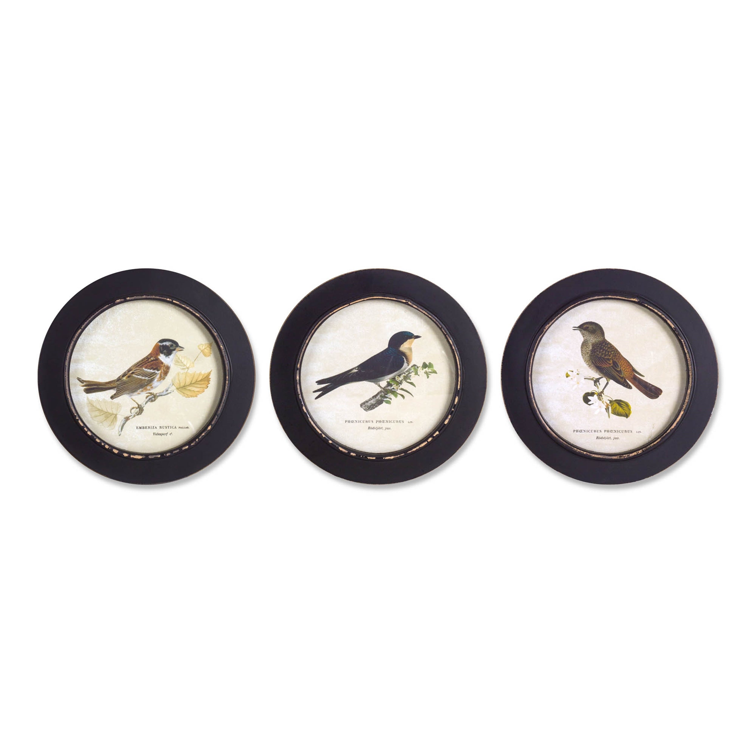 Wood Framed Encyclopedia Bird Print (Set of 3)