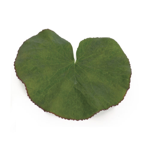 Assorted Bag of Leaves Filler Set of 12 SpadezStore