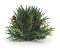 Arborvitae Half Orb 8.5"D SpadezStore