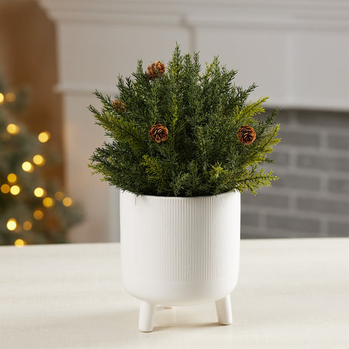 Arborvitae Half Orb 8.5"D SpadezStore