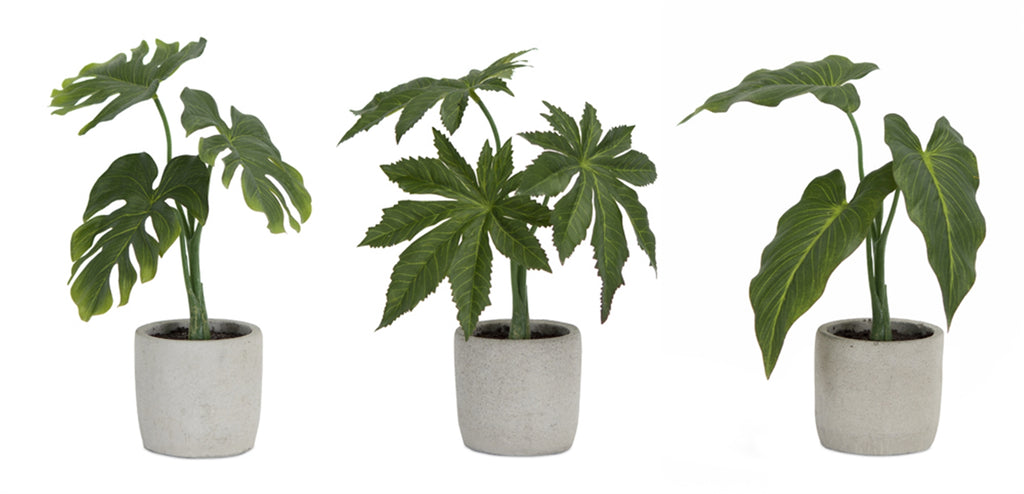 Assorted Foliage Plant in Grey Pot Set of 6 SpadezStore
