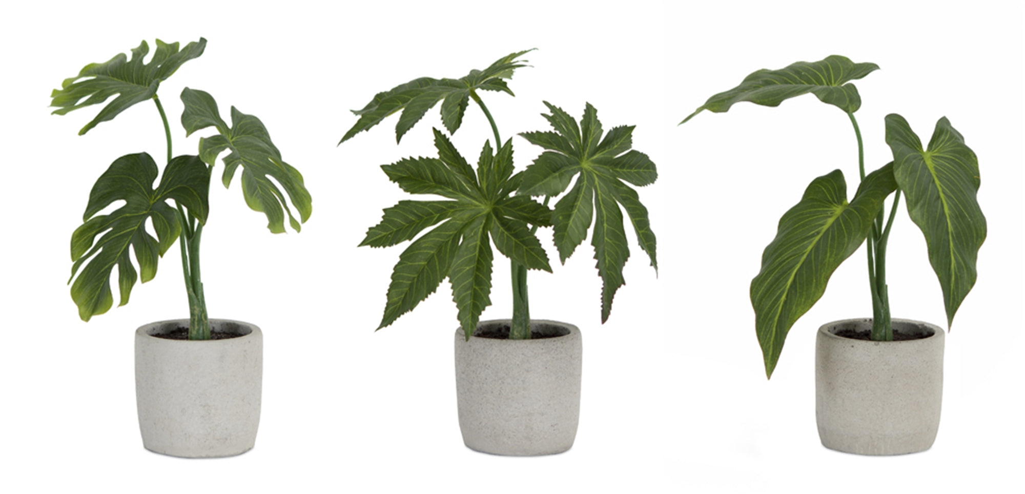 Assorted Foliage Plant in Grey Pot Set of 6 SpadezStore