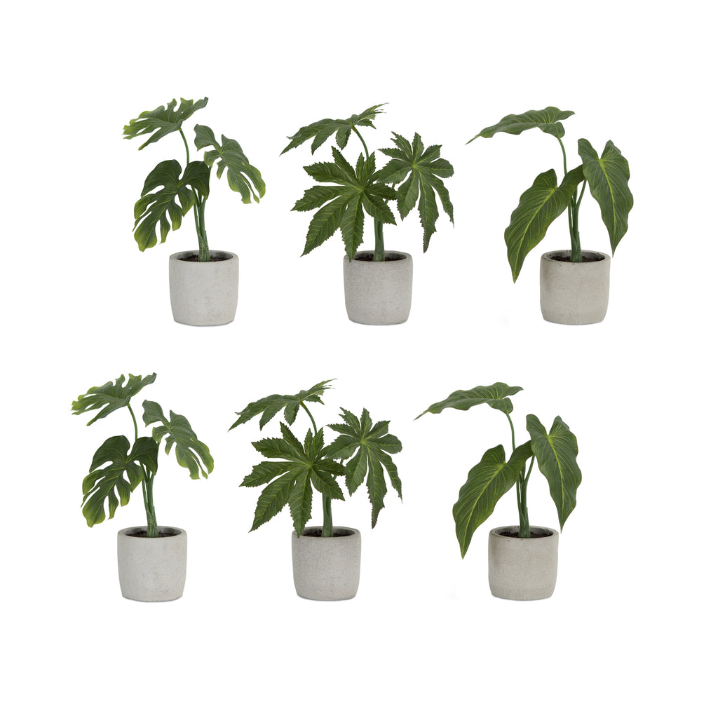Assorted Foliage Plant in Grey Pot Set of 6 SpadezStore