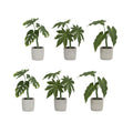 Assorted Foliage Plant in Grey Pot Set of 6 SpadezStore