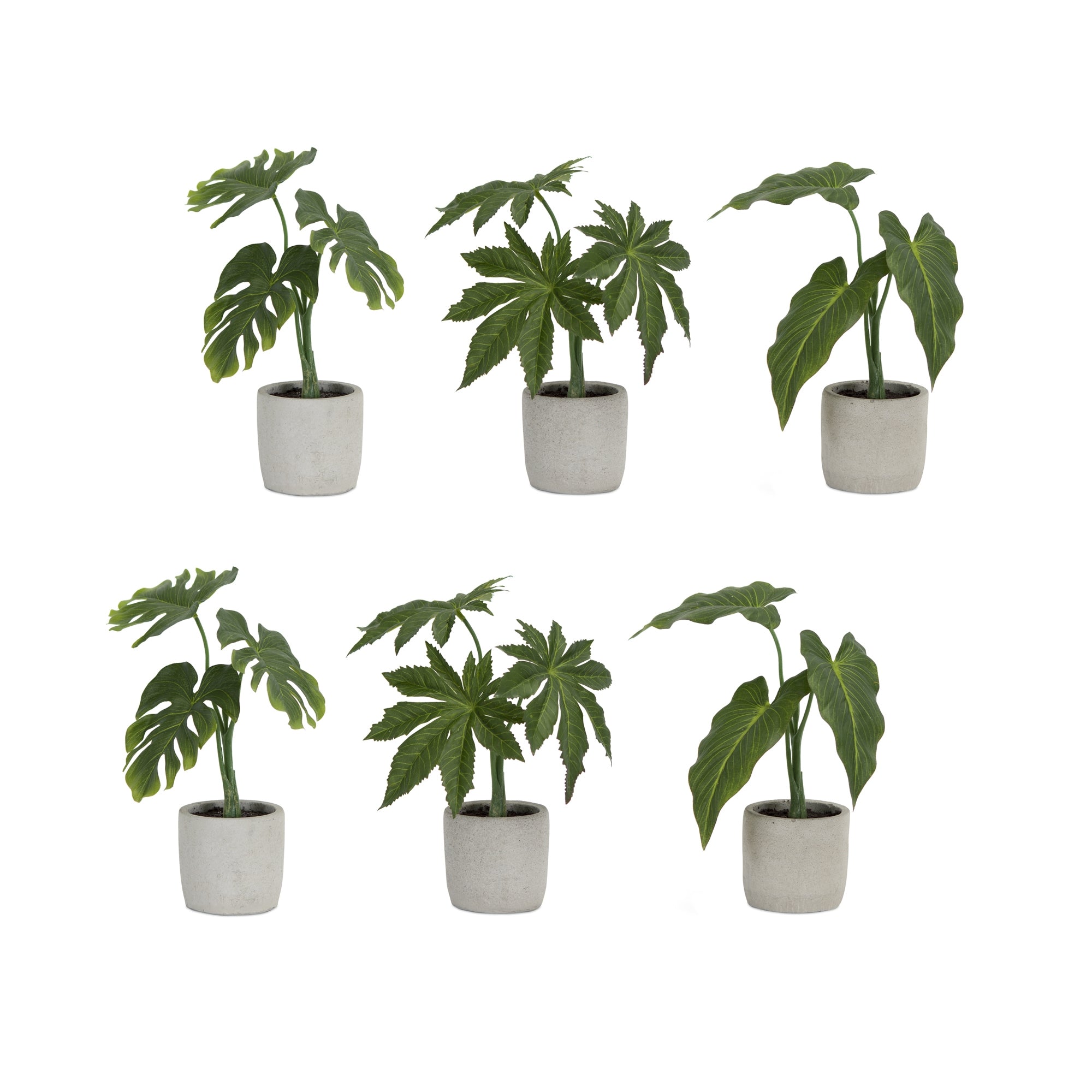 Assorted Foliage Plant in Grey Pot Set of 6 SpadezStore
