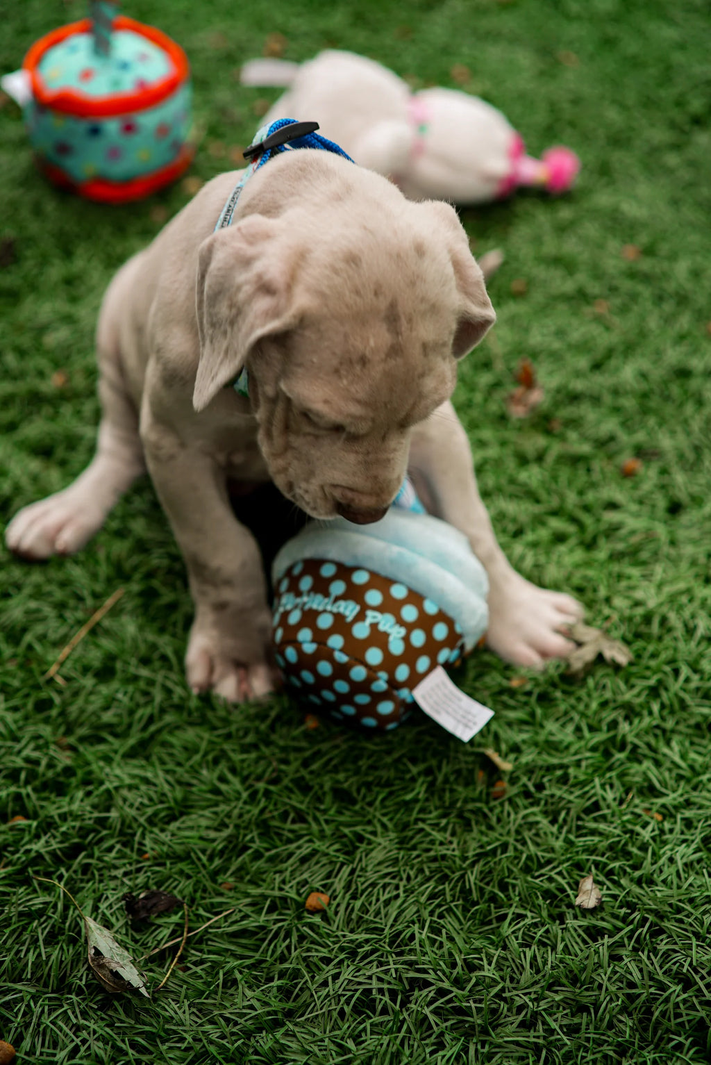 The Worthy Dog Birthday Pup Toy