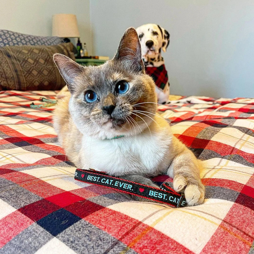 Up Country Best. Cat. Ever. Cat Collar SpadezStore