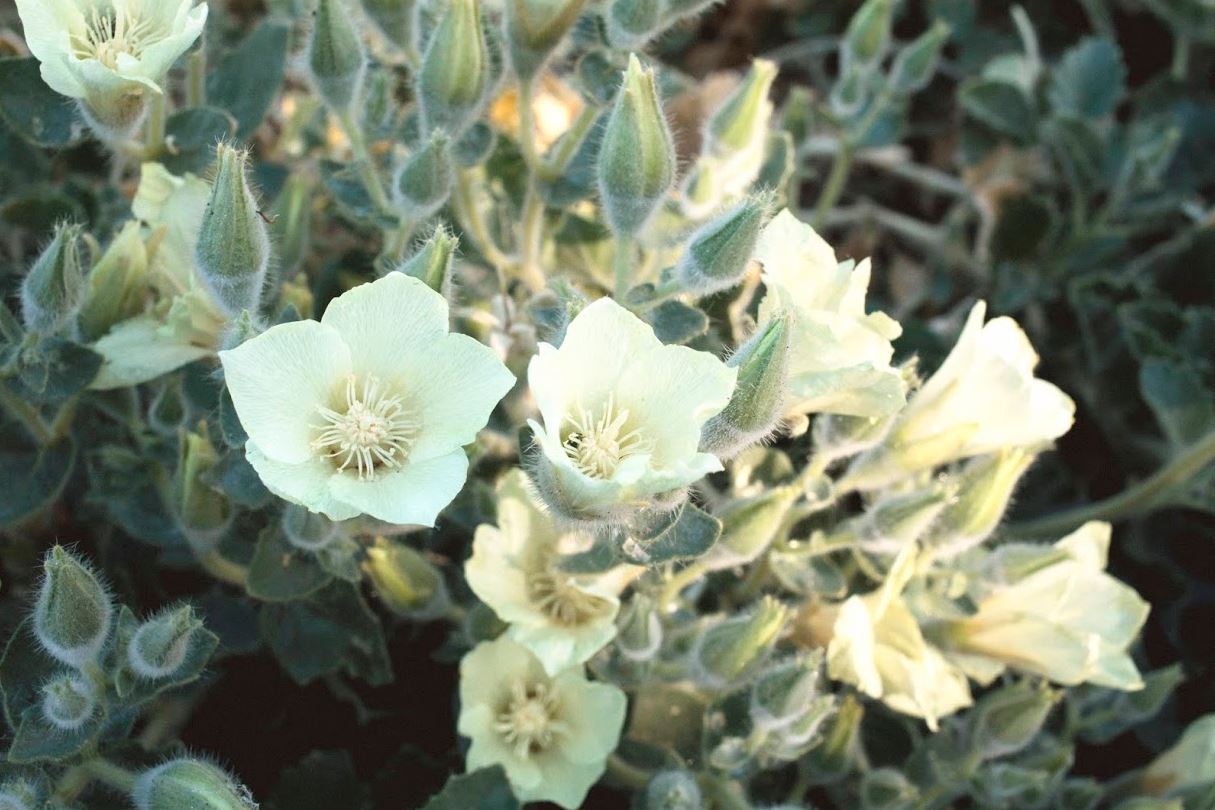 Juniper Ridge Natural Bamboo Essential Oil Diffuser SpadezStore