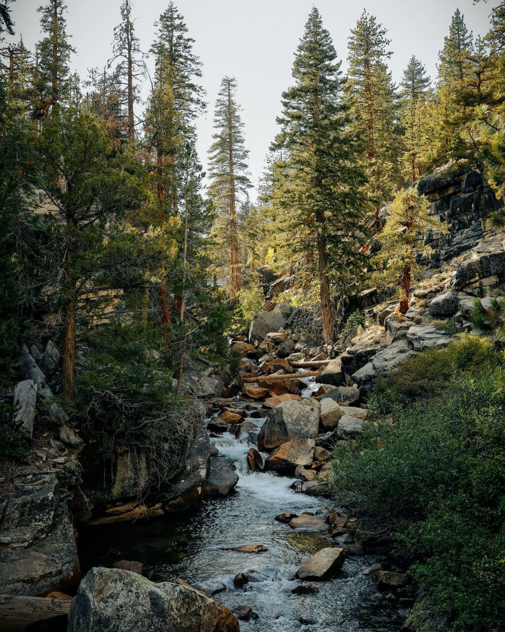 Juniper Ridge Sierra Forest Bar Soap 3-Pack SpadezStore