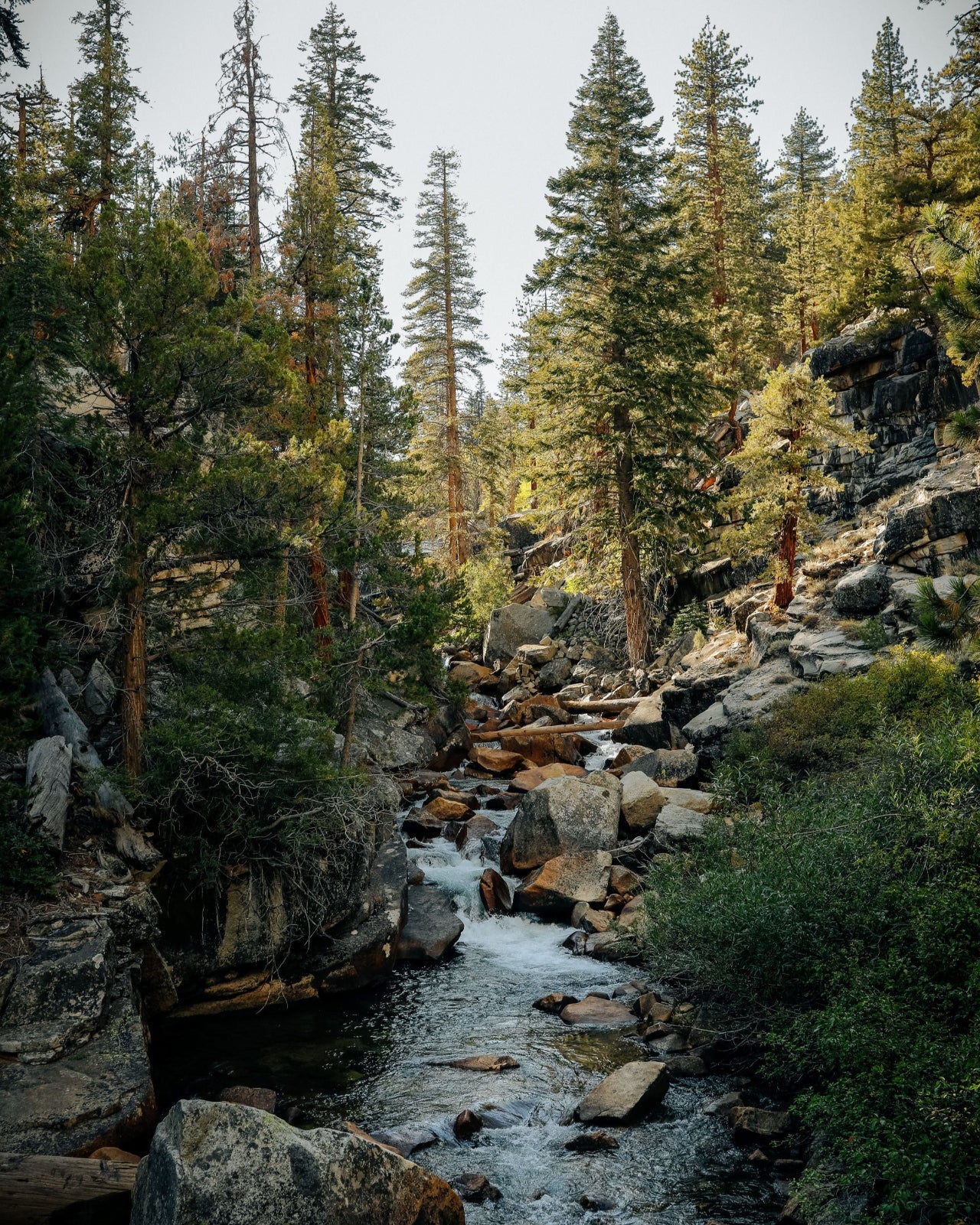 Juniper Ridge Sierra Forest Bar Soap 3-Pack SpadezStore