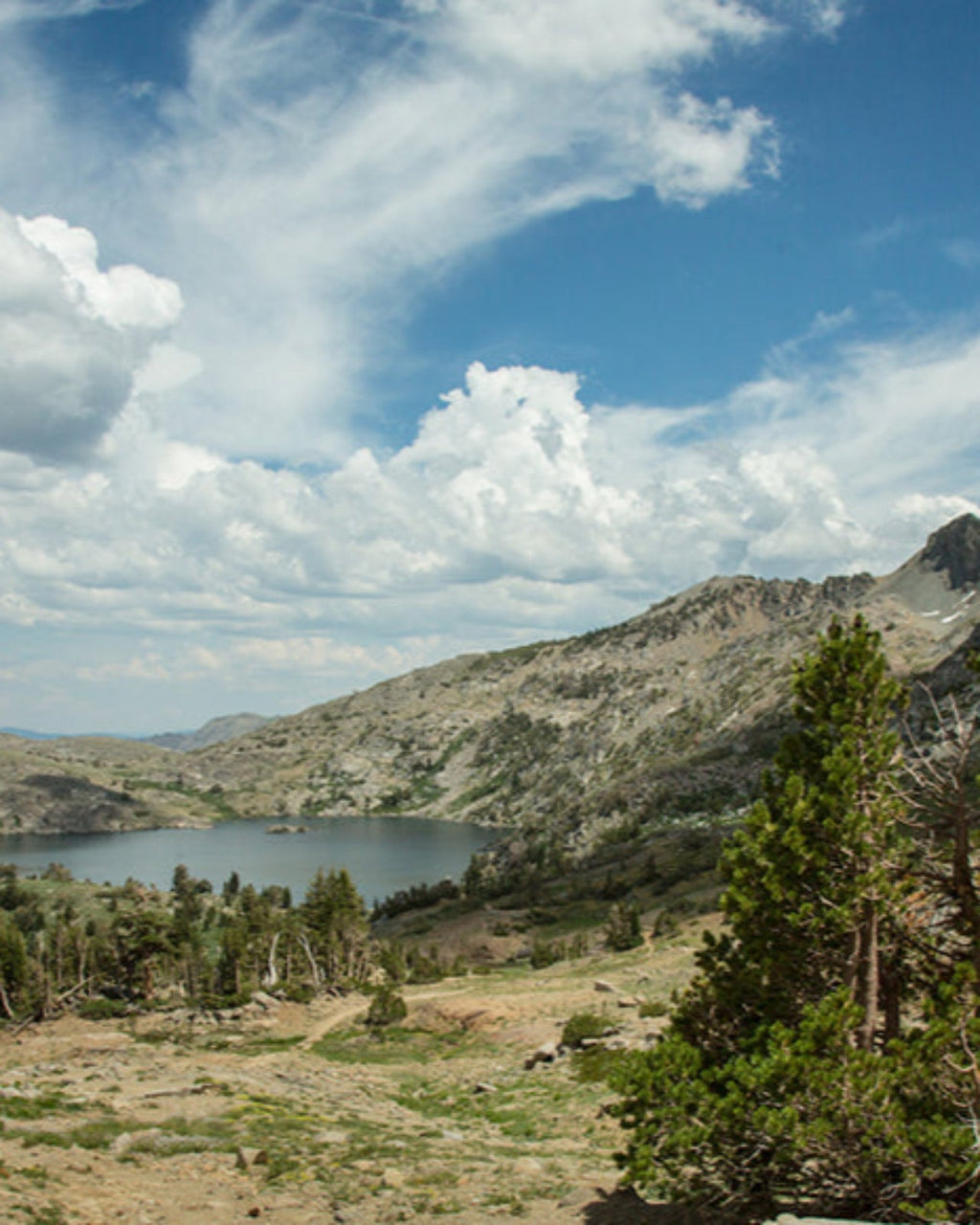 Juniper Ridge Bar Soap Full Flight SpadezStore