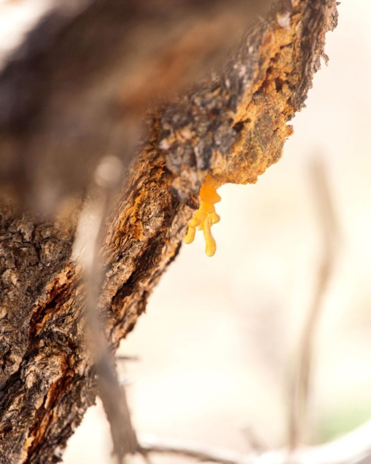 Juniper Ridge Desert Piñon Campfire Incense 20 Sticks 3-Pack SpadezStore