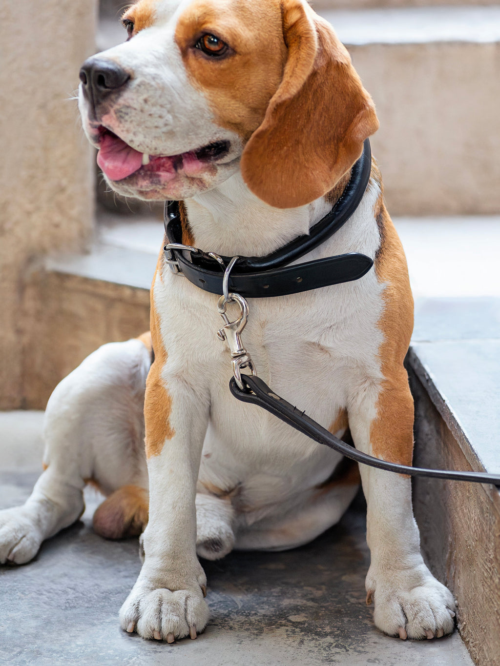 Classy Leather Bags Leather Dog Leash SpadezStore