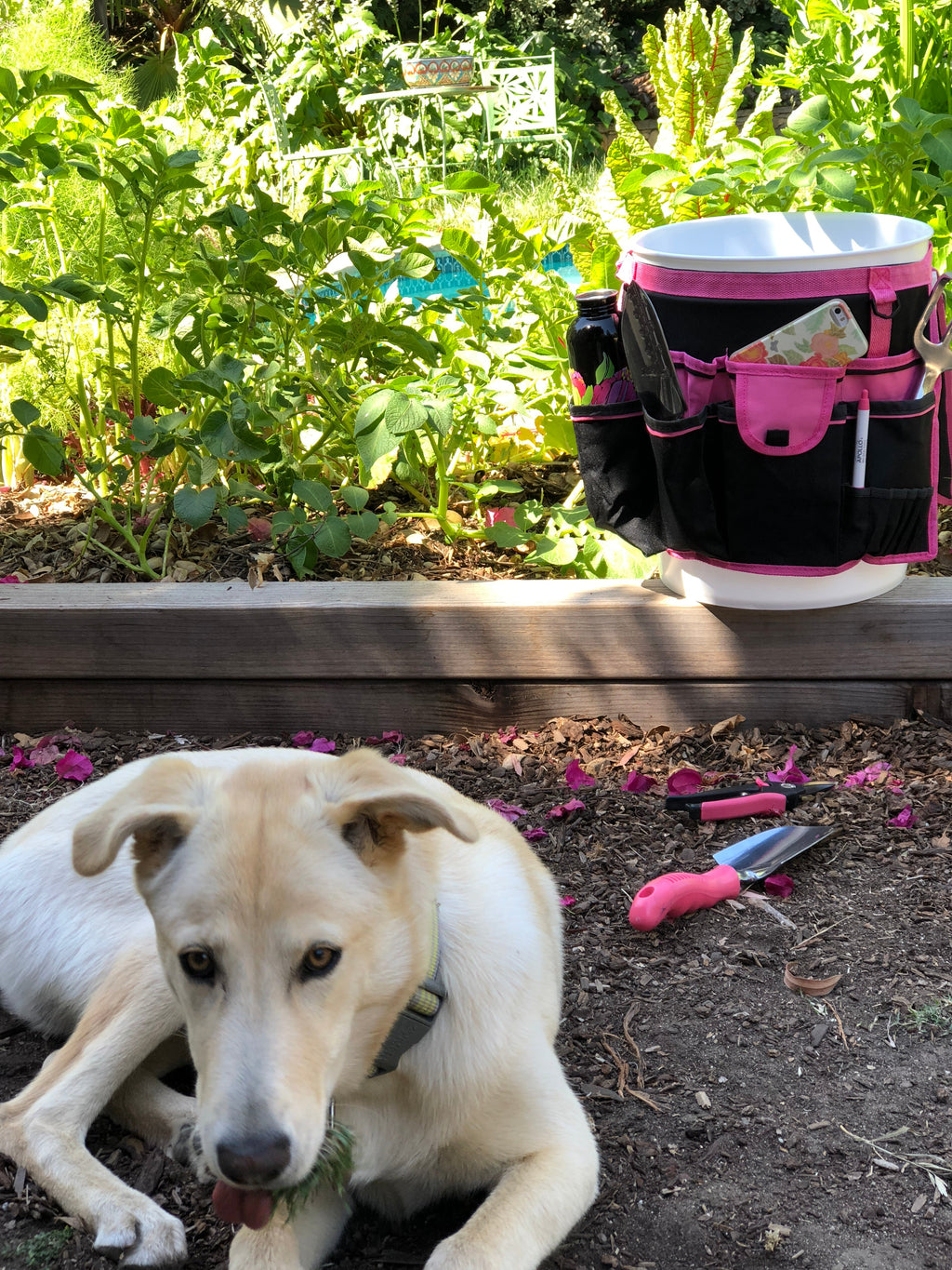 Apollo Tools Bucket Organizer - Pink - DT0825P SpadezStore