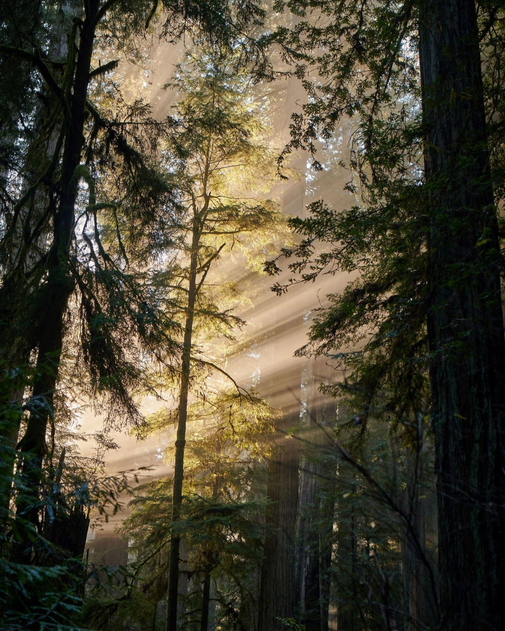 Juniper Ridge Redwood Mist Bar Soap 3-Pack SpadezStore