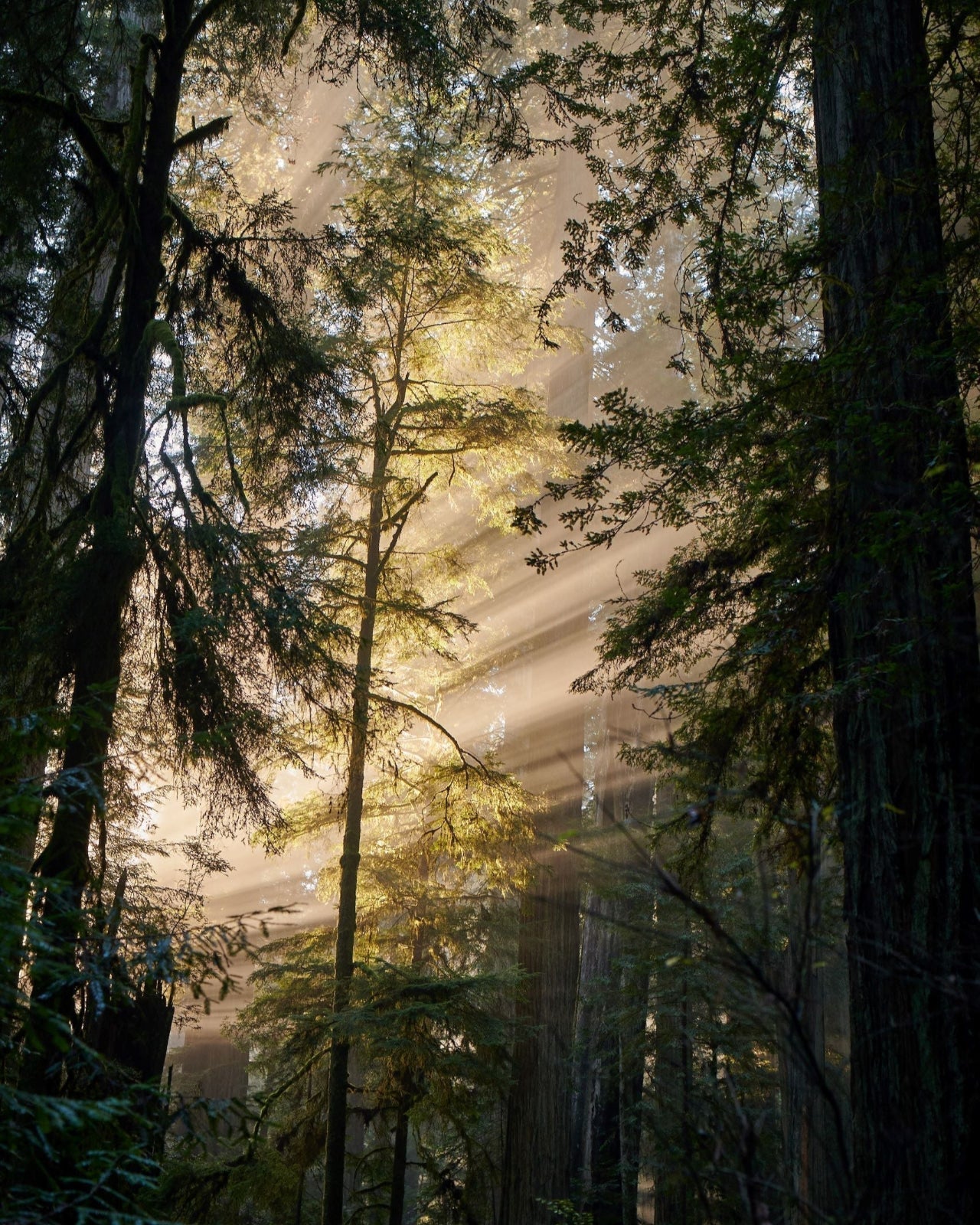 Juniper Ridge Redwood Mist Bar Soap 3-Pack SpadezStore