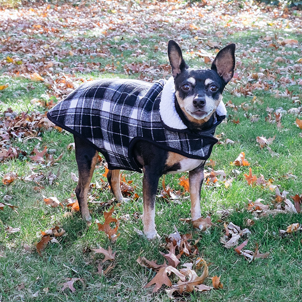 The Worthy Dog Alpine Jacket