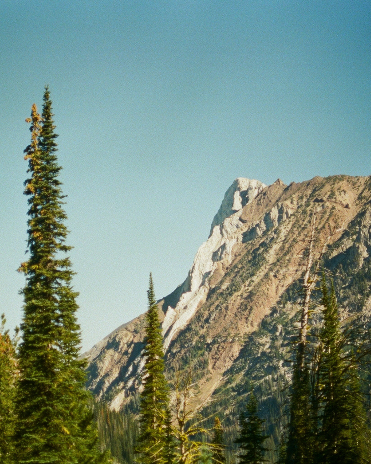 Juniper Ridge Mountain Wilderness Cologne SpadezStore