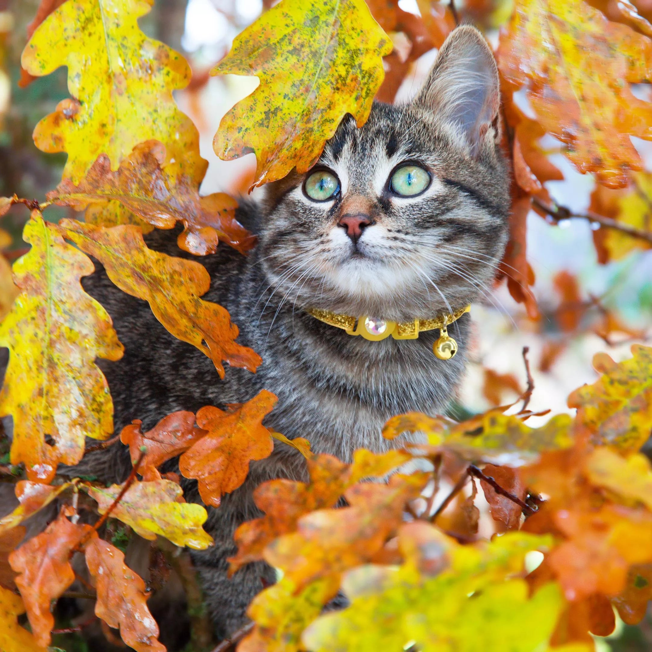 Safe Cat Jeweled Adjustable Breakaway Cat Collar - Gold Glitter SpadezStore