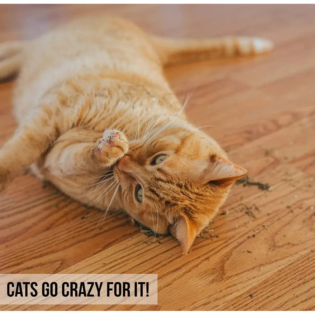 OurPets Cosmic Catnip Cosmic Catnip SpadezStore
