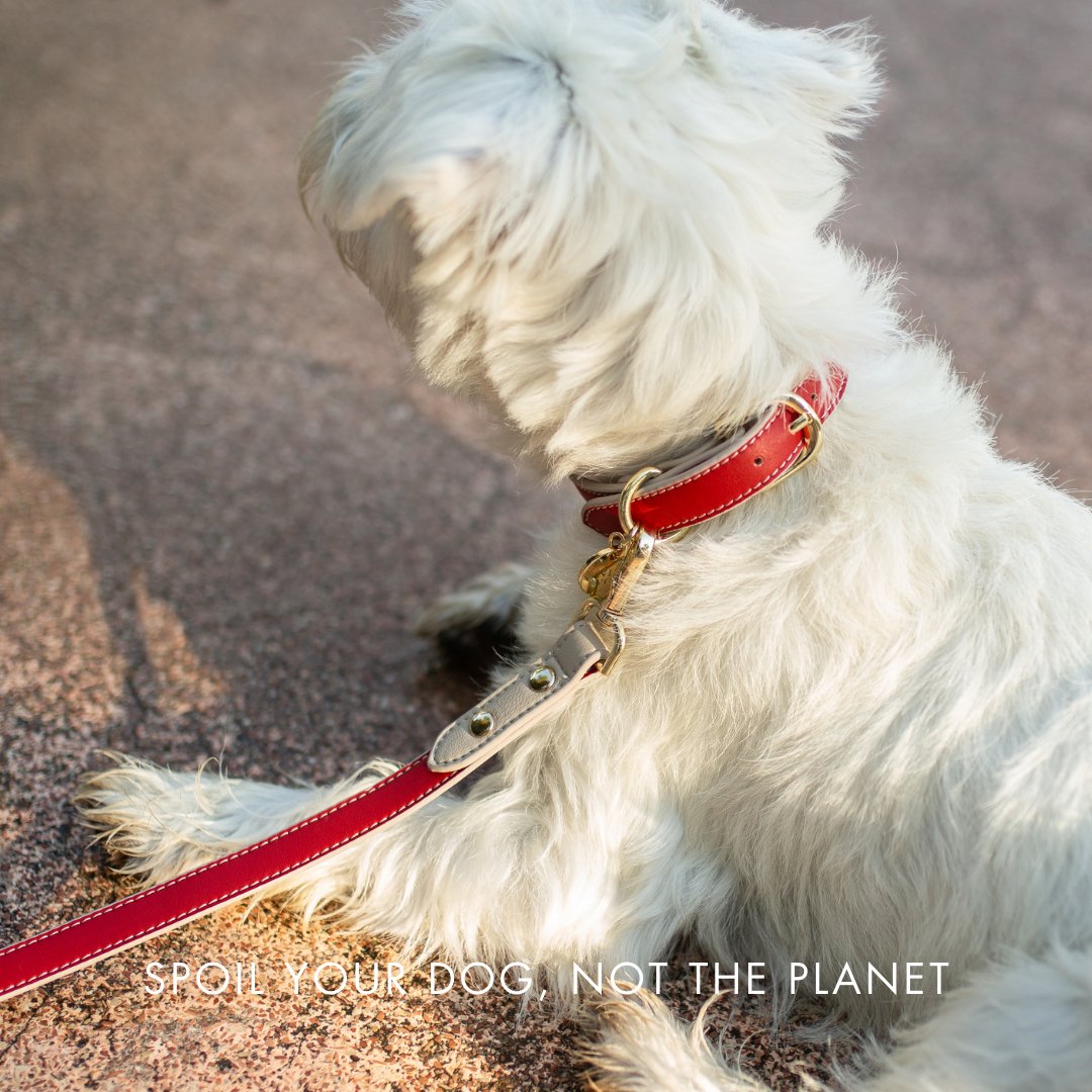 Nina Woof Collar - Vegan Leather - Copenhagen SpadezStore