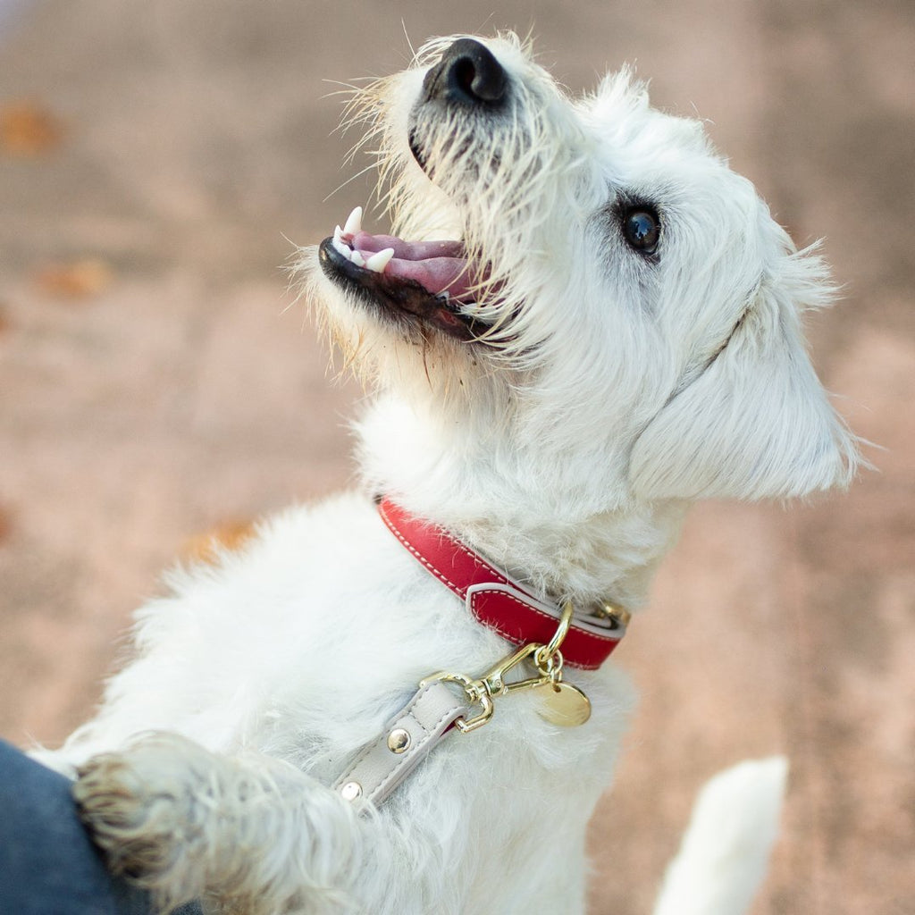 Nina Woof Collar - Vegan Leather - Copenhagen SpadezStore