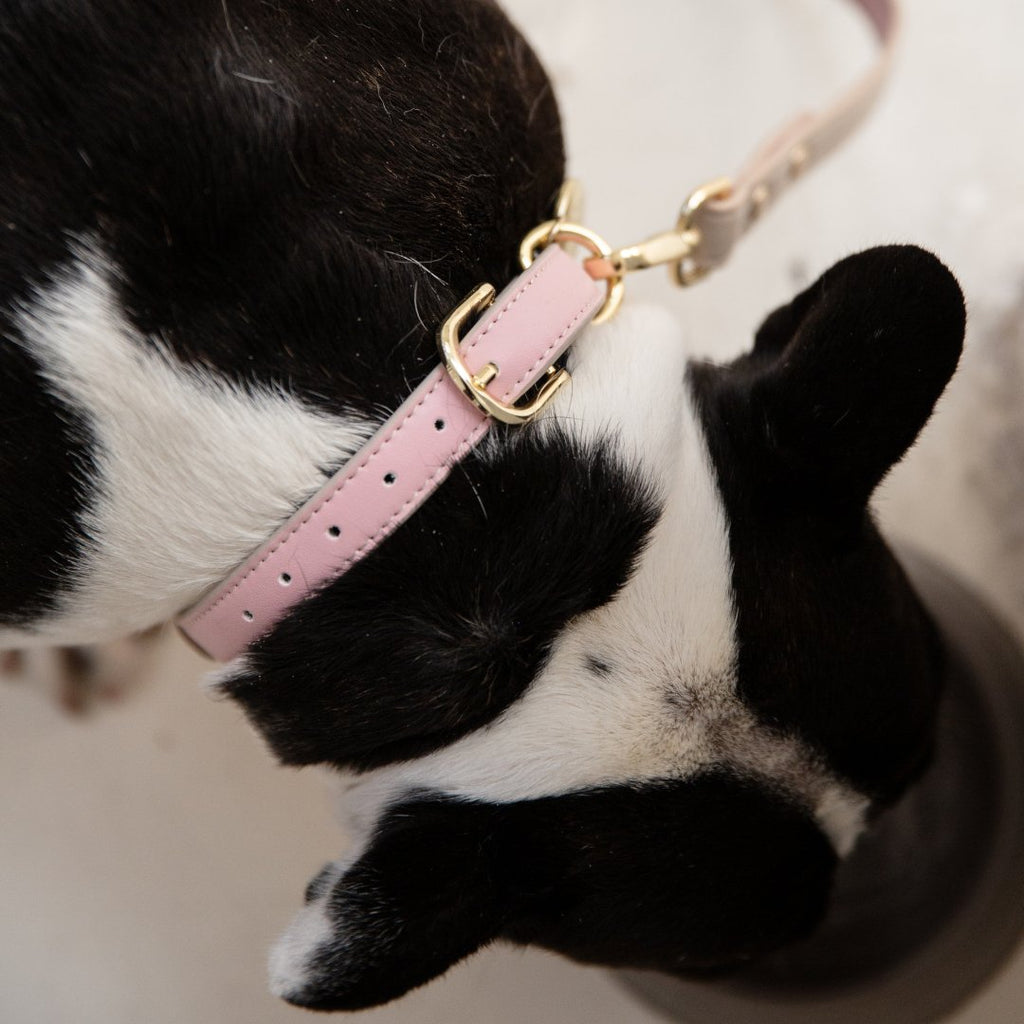 Nina Woof Collar - Air Tag Enabled - Vegan Leather - Cupertino SpadezStore