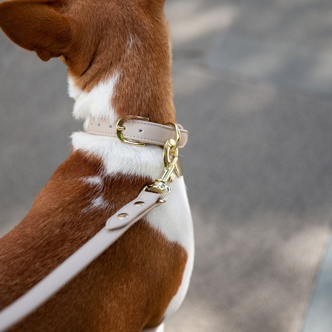 Nina Woof Collar - Air Tag Enabled - Vegan Leather - Cupertino SpadezStore