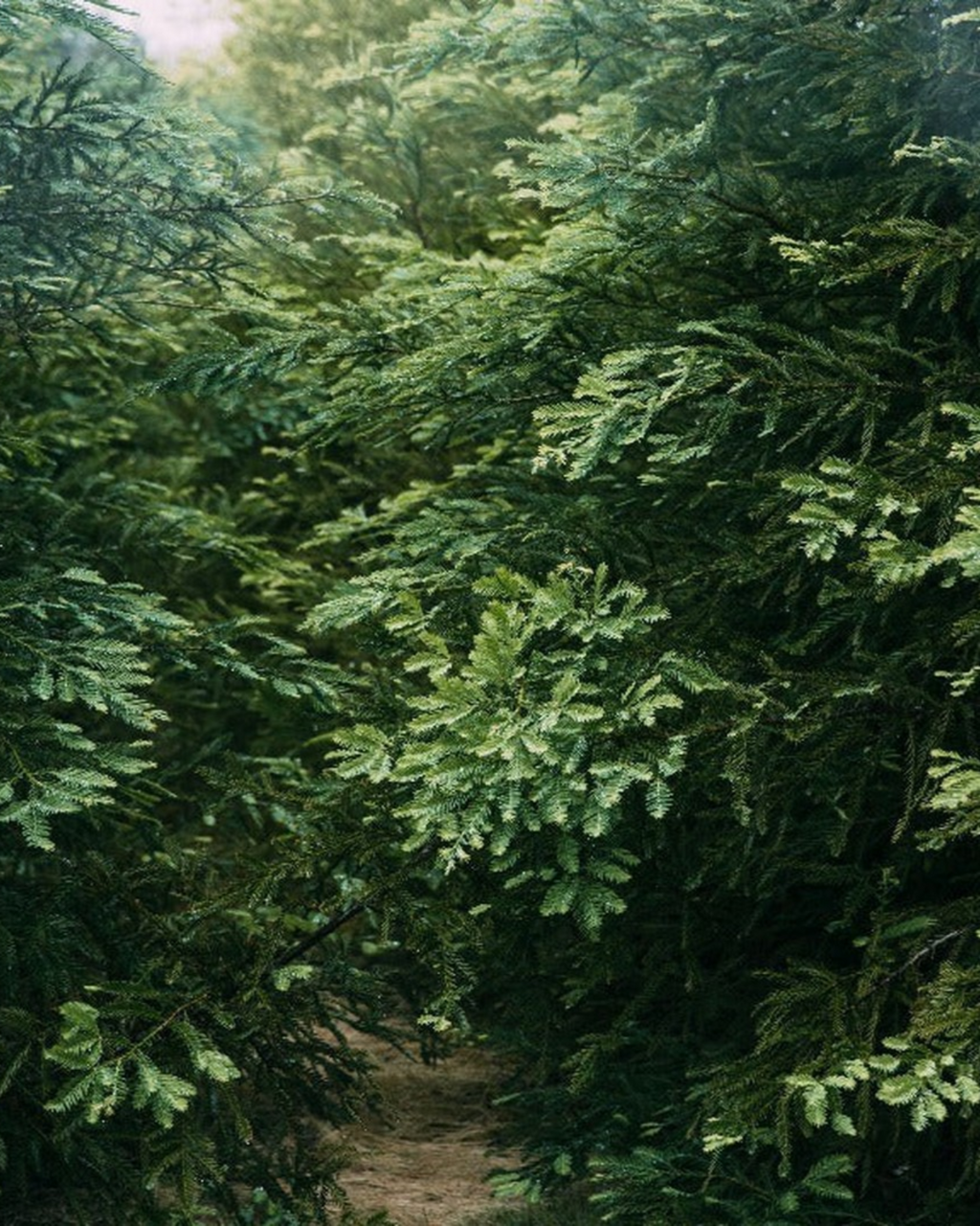 Juniper Ridge Douglas Fir Campfire Incense 20 Sticks 3-Pack SpadezStore